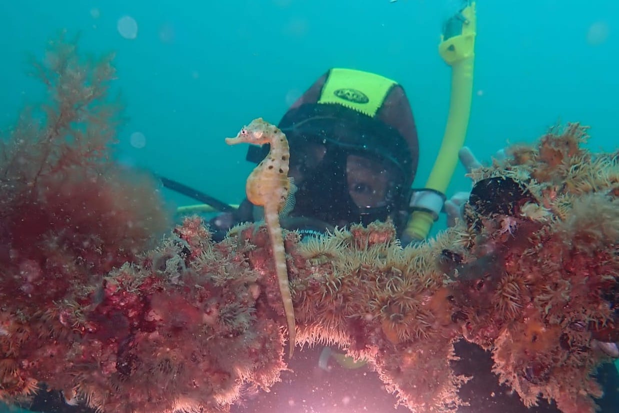 From shellfish to shell grit: The bitter reality behind Marine Park mariculture dream.