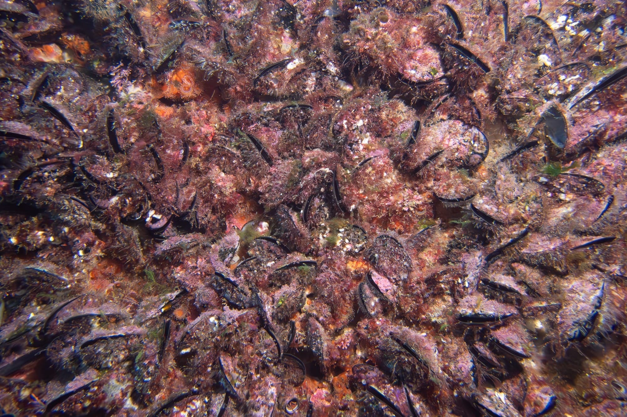 Ecological Risks of Cultivating Mytilus galloprovincialis in Jervis Bay Marine Park