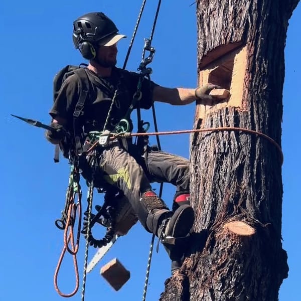 Carving Deadwood, Creating Wildlife